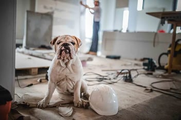 Pet Safety Home Remodeling